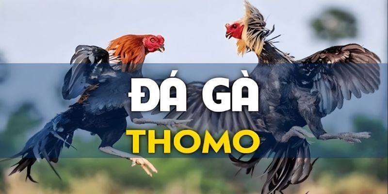 Khái quát về hình thức vô cùng giải trí đá gà thomo