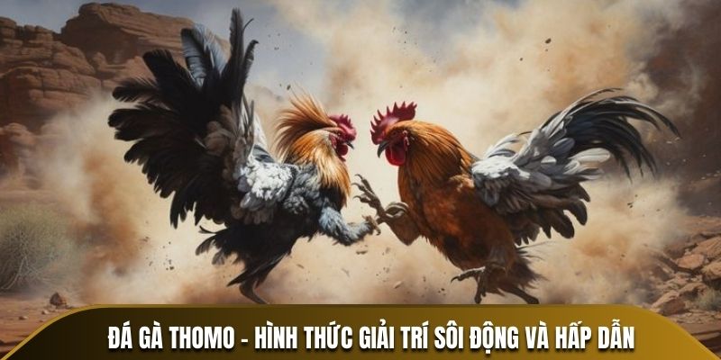 Quy tắc thi đấu trong đá gà Thomo tại 8KBET