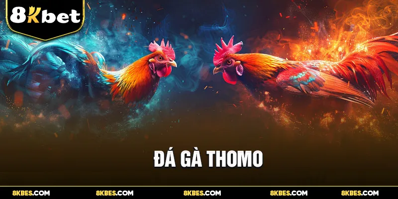 Đá Gà Thomo Tại 8KBET