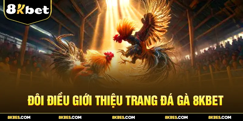 Đôi điều giới thiệu trang đá gà 8KBET 